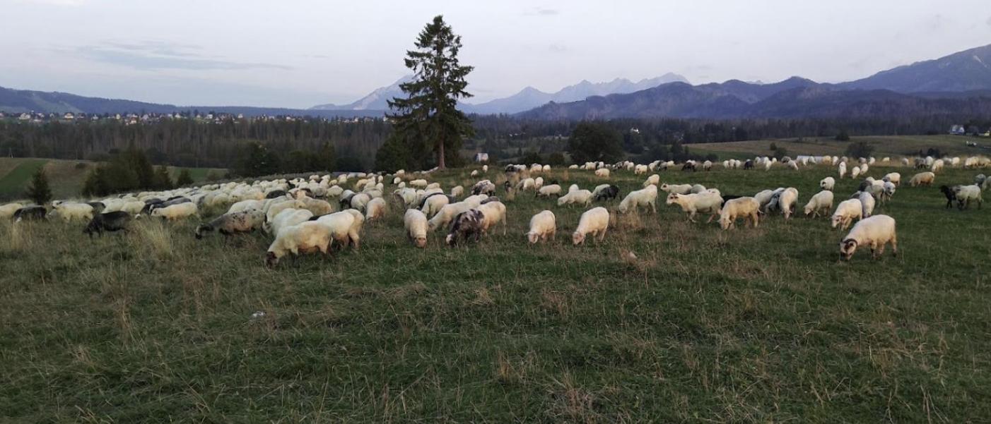 Apartament Willa Hrube parter z tarasem i kominkiem Zakopane Bagian luar foto
